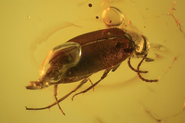 Detailed Fossil Beetle (Coleoptera) In Baltic Amber #105435